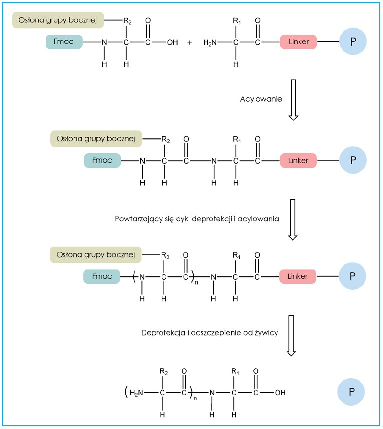 DNA/Peptide Synthesis
